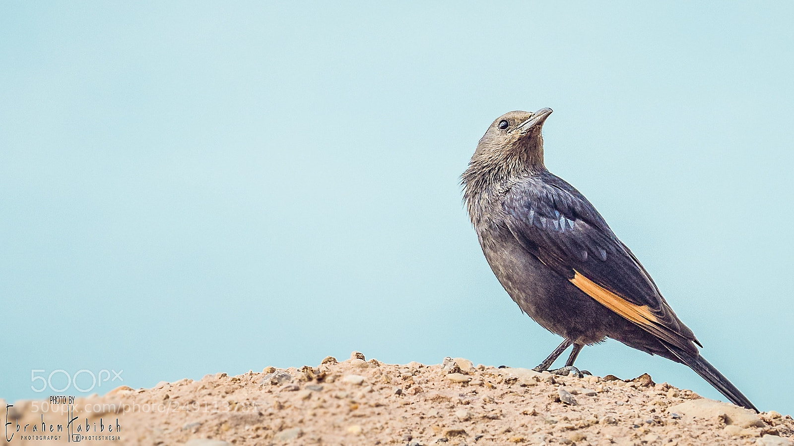 Nikon D810 sample photo. Tristram's starling photography