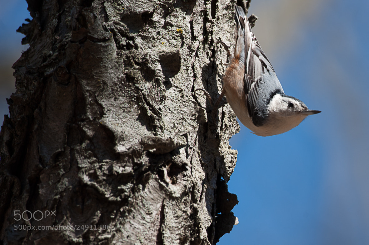 Nikon D700 sample photo. Nuthatch photography