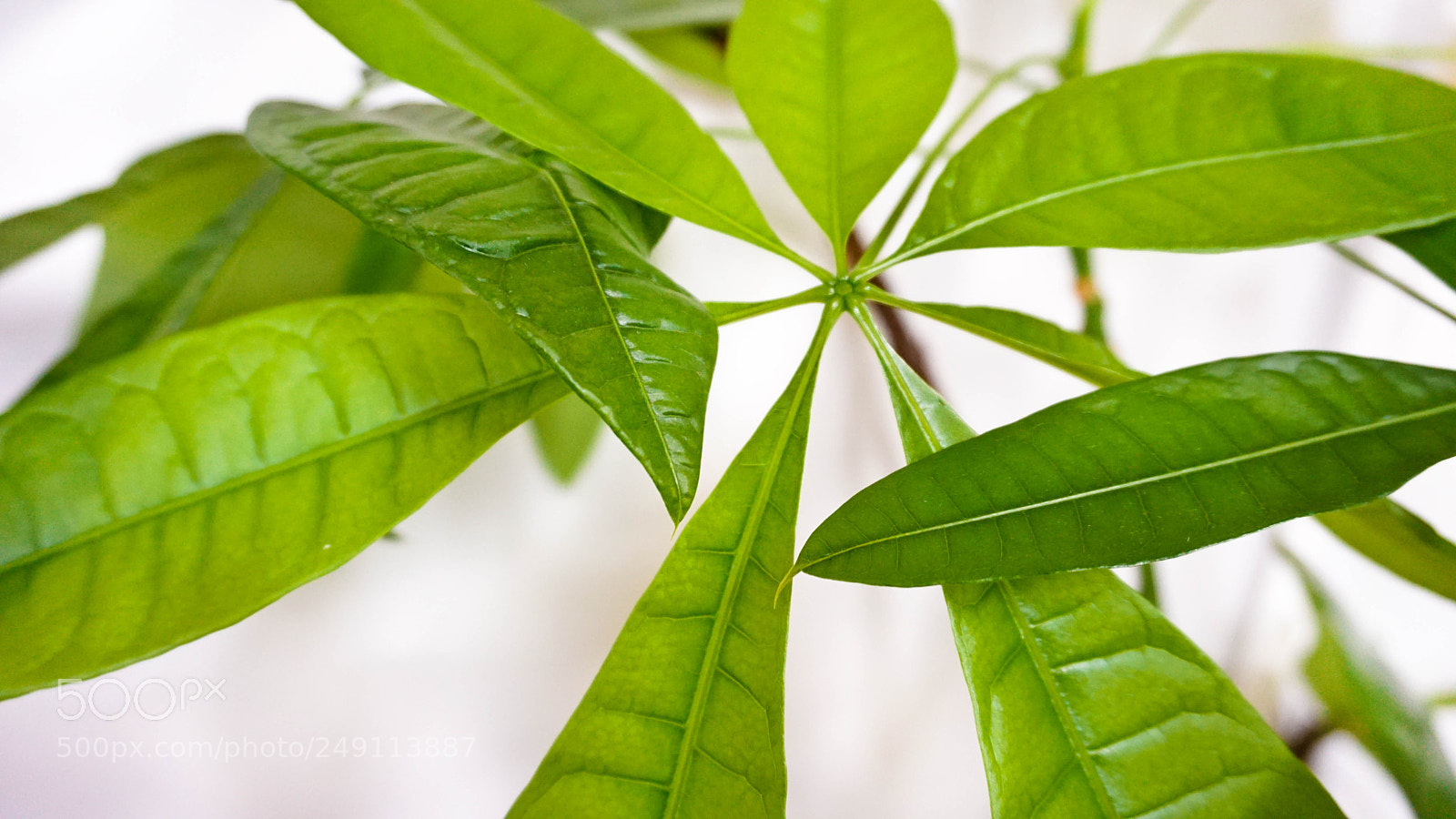 Sony a6000 sample photo. Just green photography
