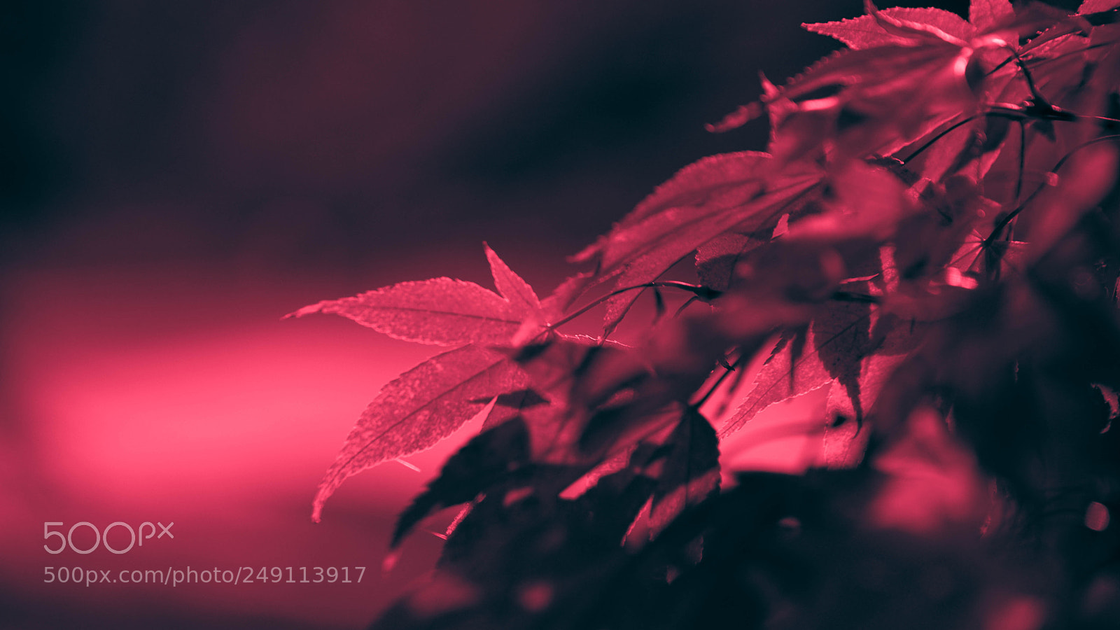 Sony a7 sample photo. Crimson leaves photography