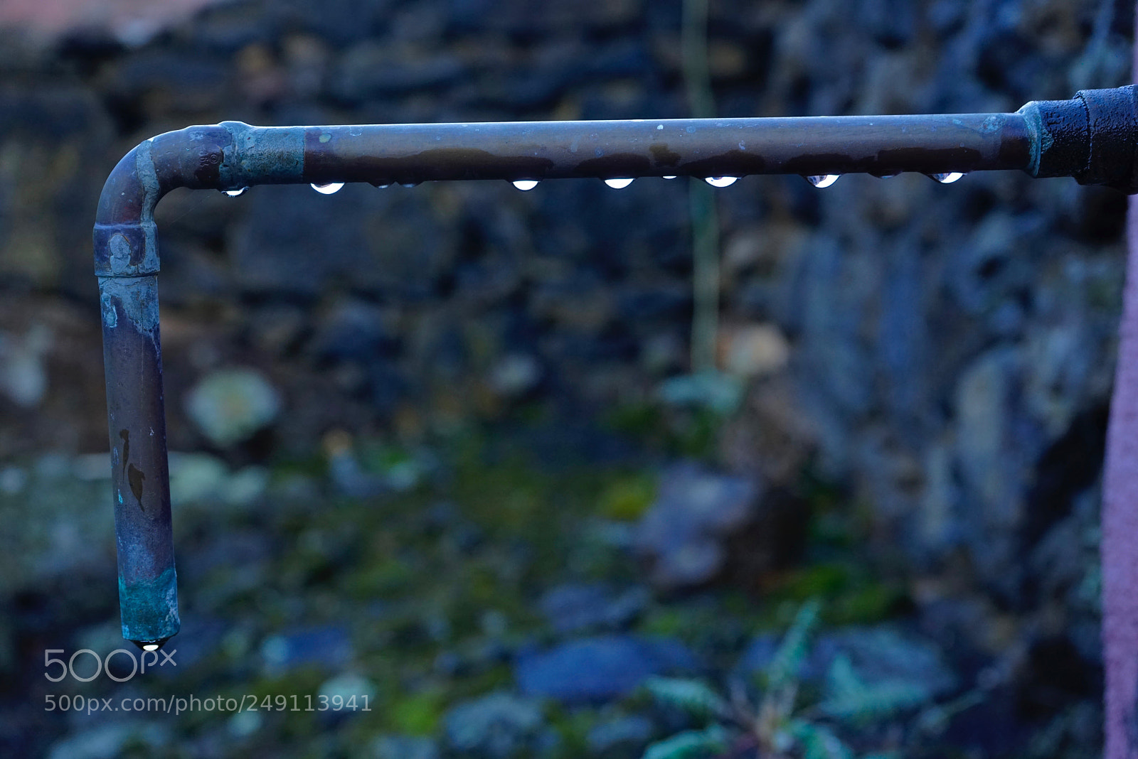 Sony a7R sample photo. The magic palm photography