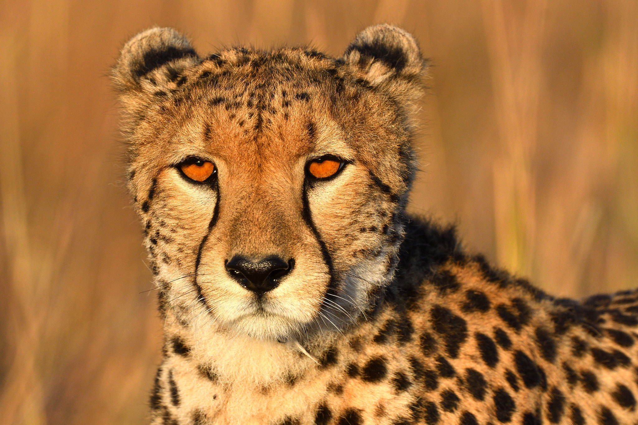 Nikon D500 + Nikon AF-S Nikkor 500mm F4G ED VR sample photo. Cheetah portrait photography