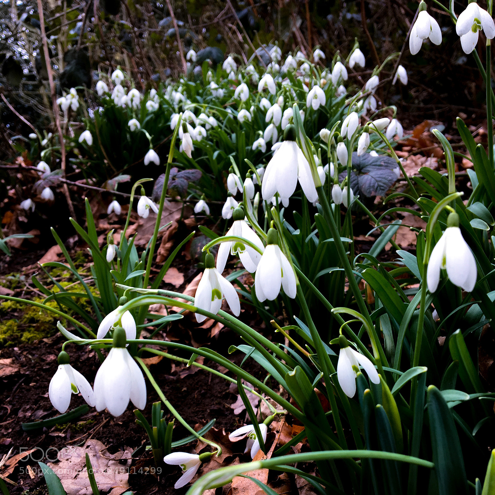 Apple iPhone 6s sample photo. A host of snowdrops photography