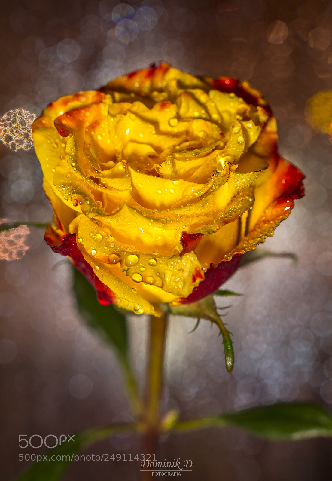 Sony SLT-A58 sample photo. Rose photography