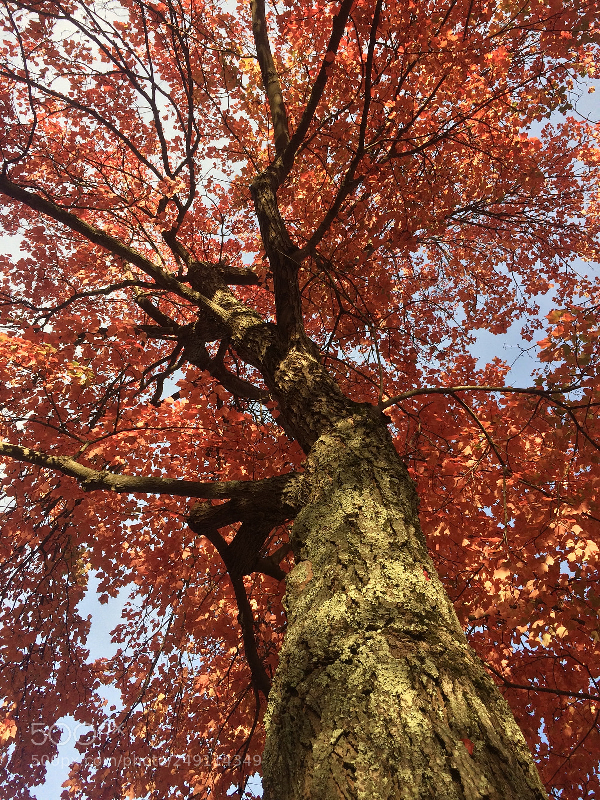 Apple iPhone 5s sample photo. Maple photography