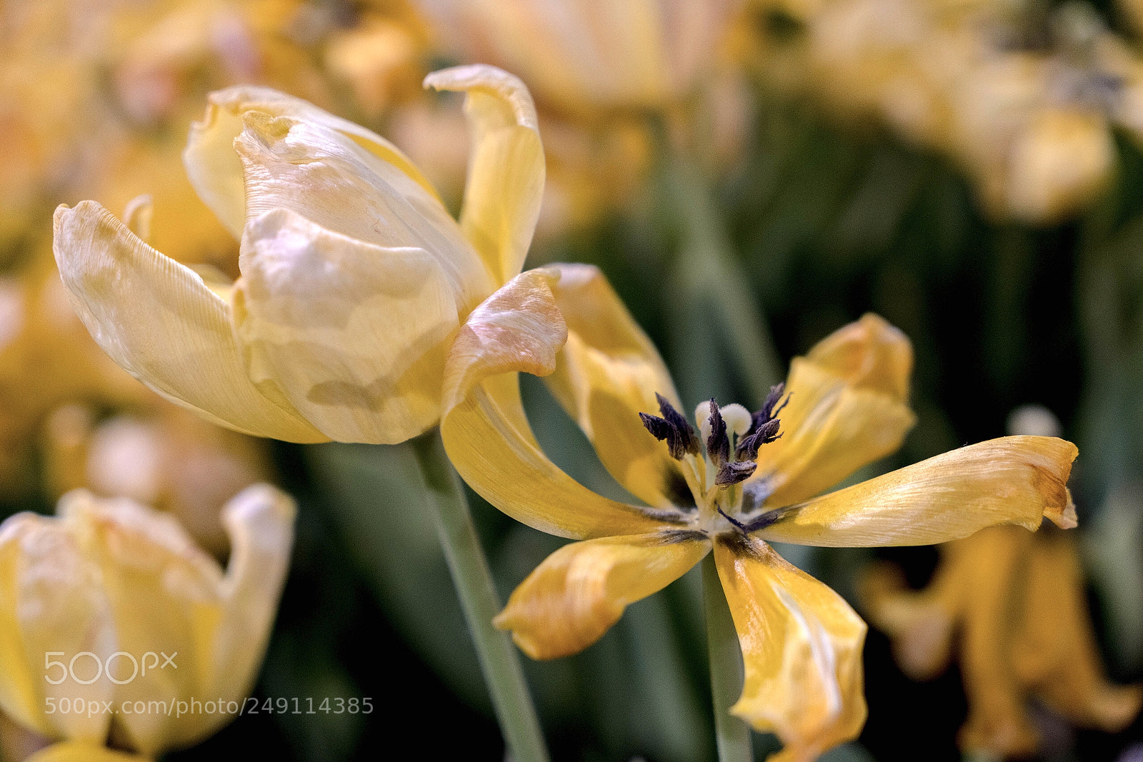 Sony a7R II sample photo. Untitled photography