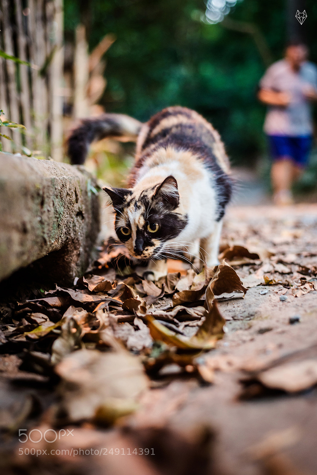Nikon D610 sample photo. Sharing my world photography