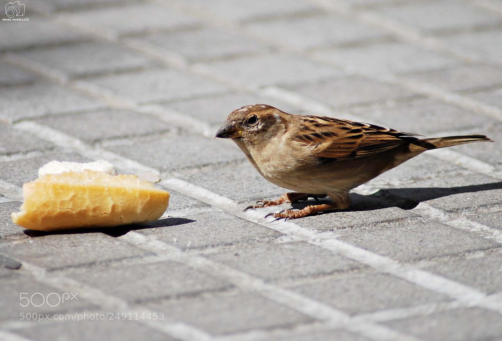 Nikon D60 sample photo. Untitled photography