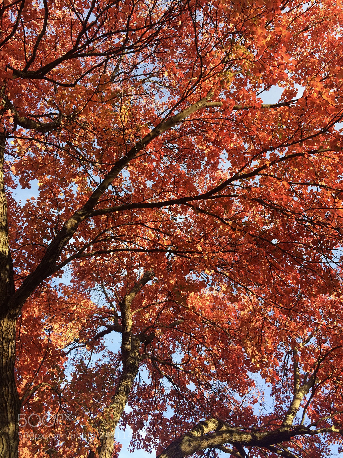 Apple iPhone 5s sample photo. Maple ii photography