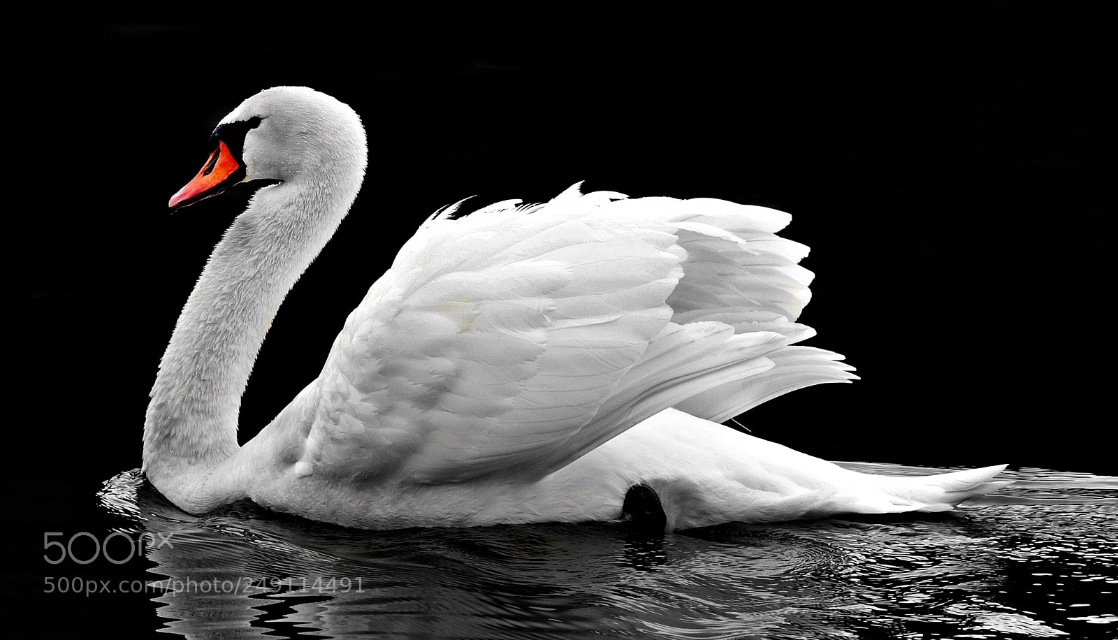 Canon EOS 80D sample photo. Swan lake caught on photography
