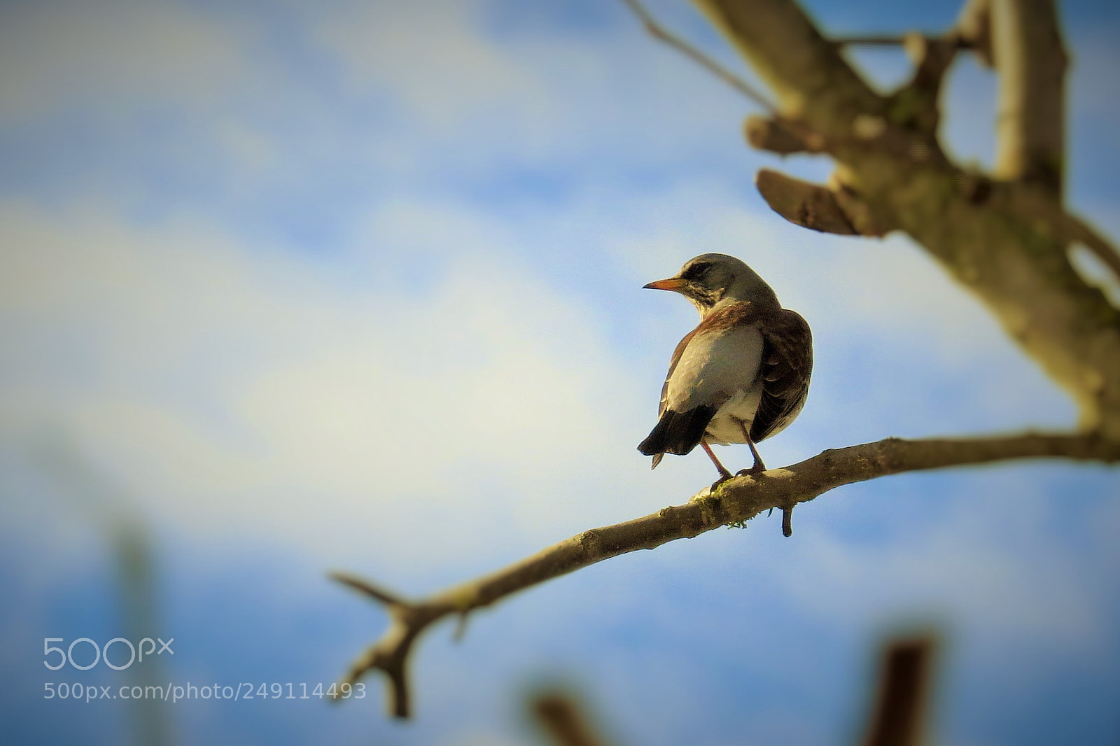 Canon PowerShot SX50 HS sample photo. Bird on tree branch () photography