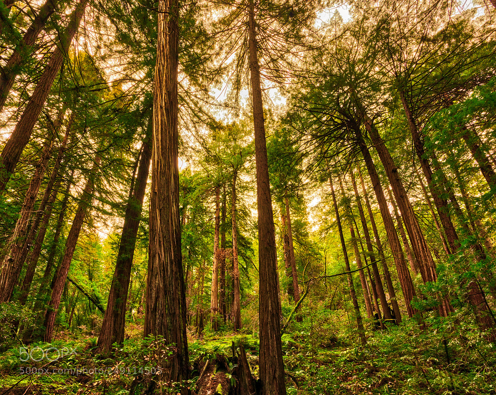 Pentax K-3 II sample photo. Muir woods photography