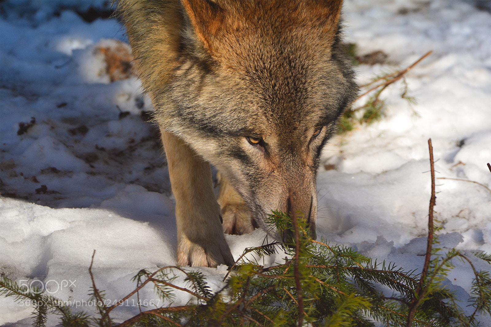 Nikon D7100 sample photo. W lfe im langnauer photography