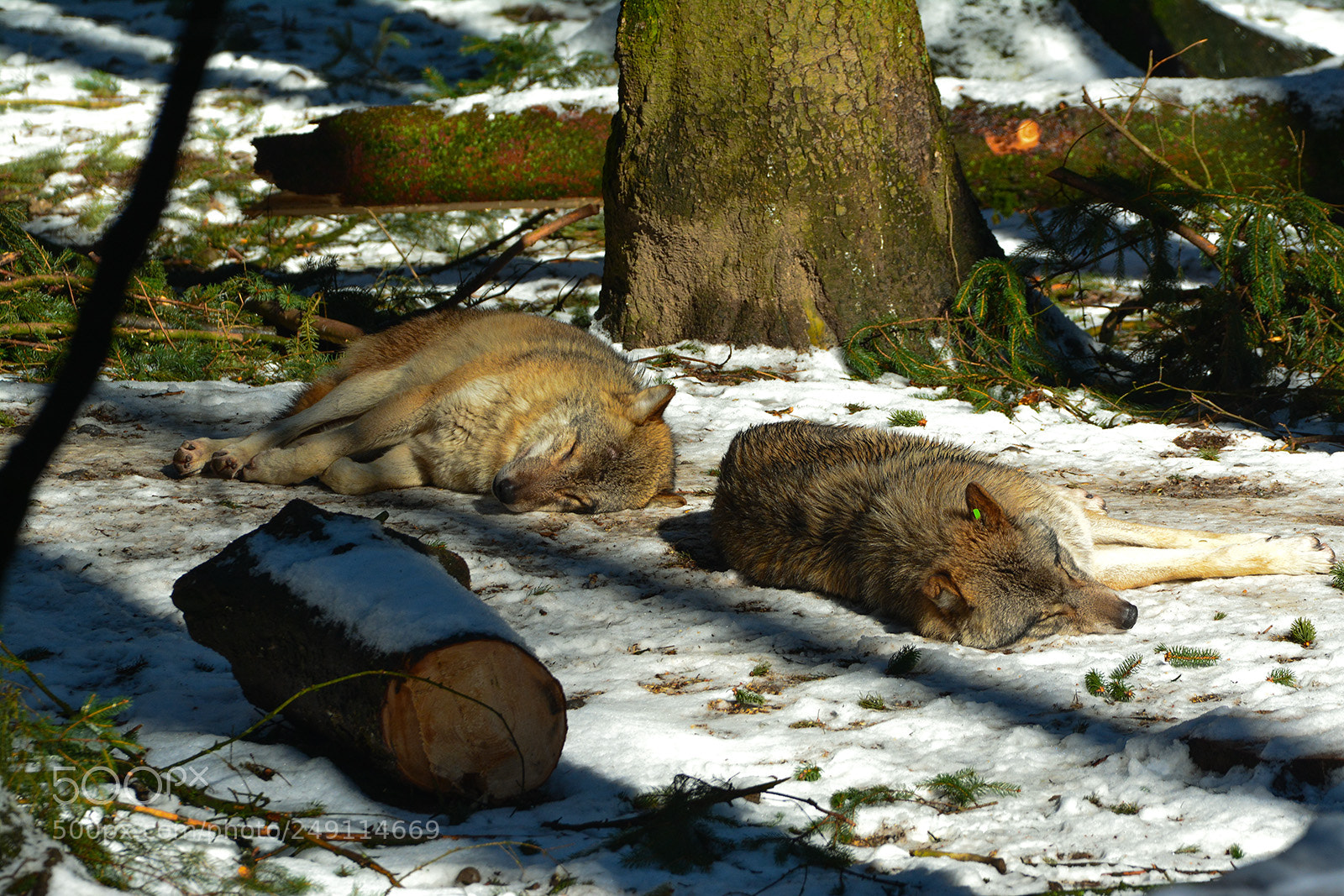 Nikon D7100 sample photo. W lfe im langnauer photography