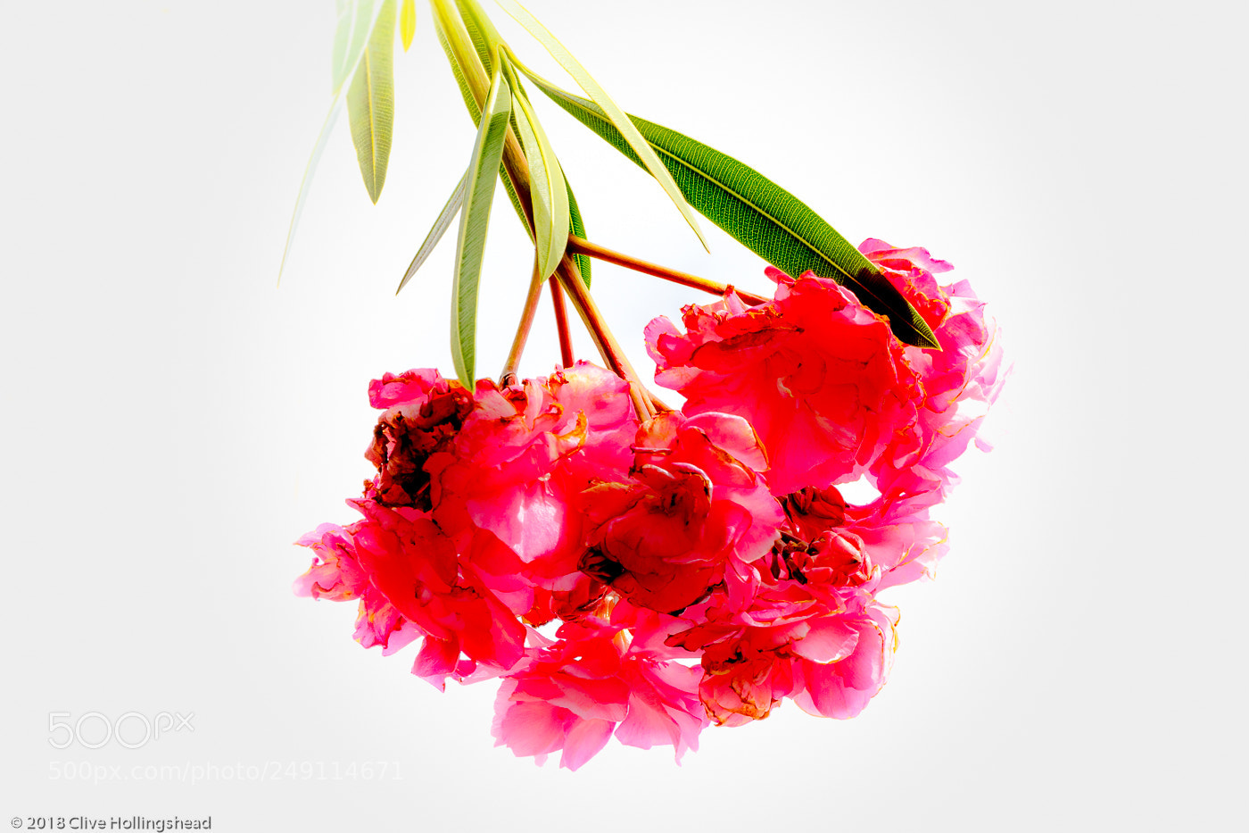 Canon EOS 7D Mark II sample photo. Swirls of pink photography