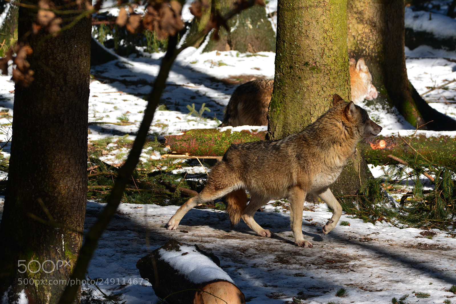 Nikon D7100 sample photo. W lfe im langnauer photography