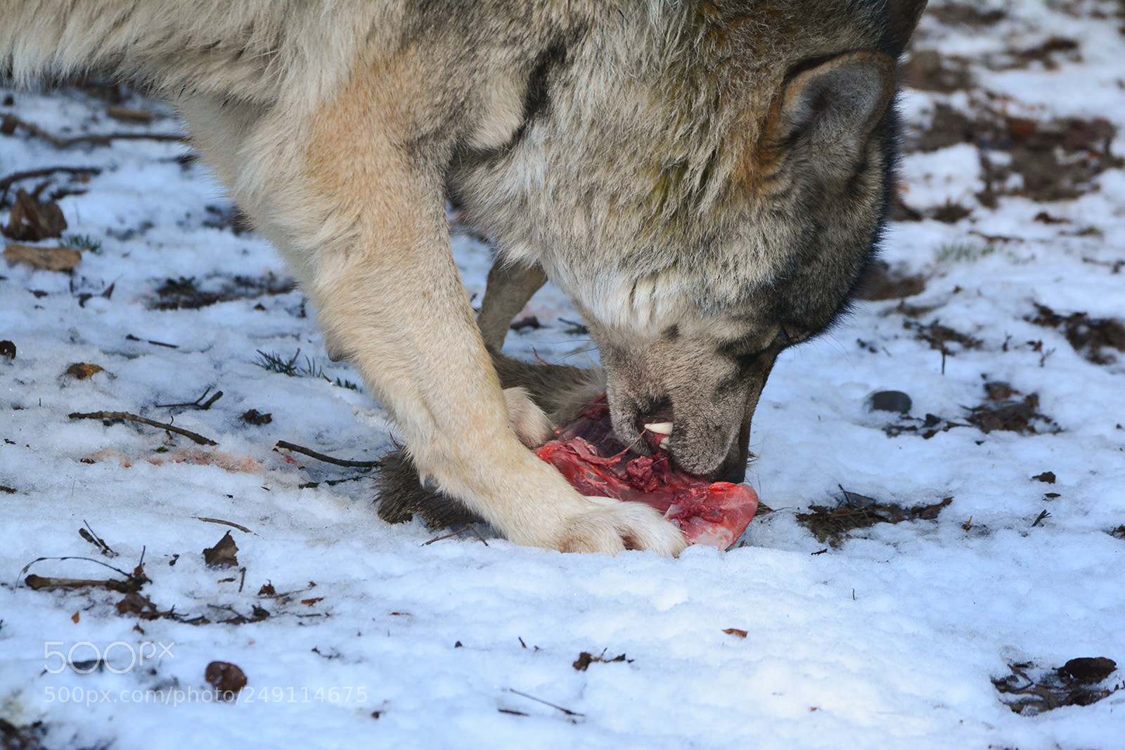 Nikon D7100 sample photo. W lfe im langnauer photography