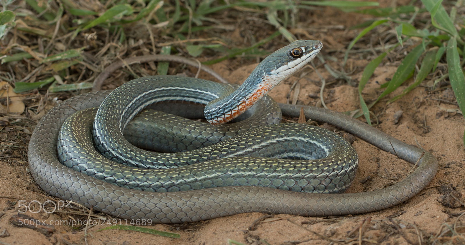 Canon EOS 7D Mark II sample photo. Schott's whipsnake photography