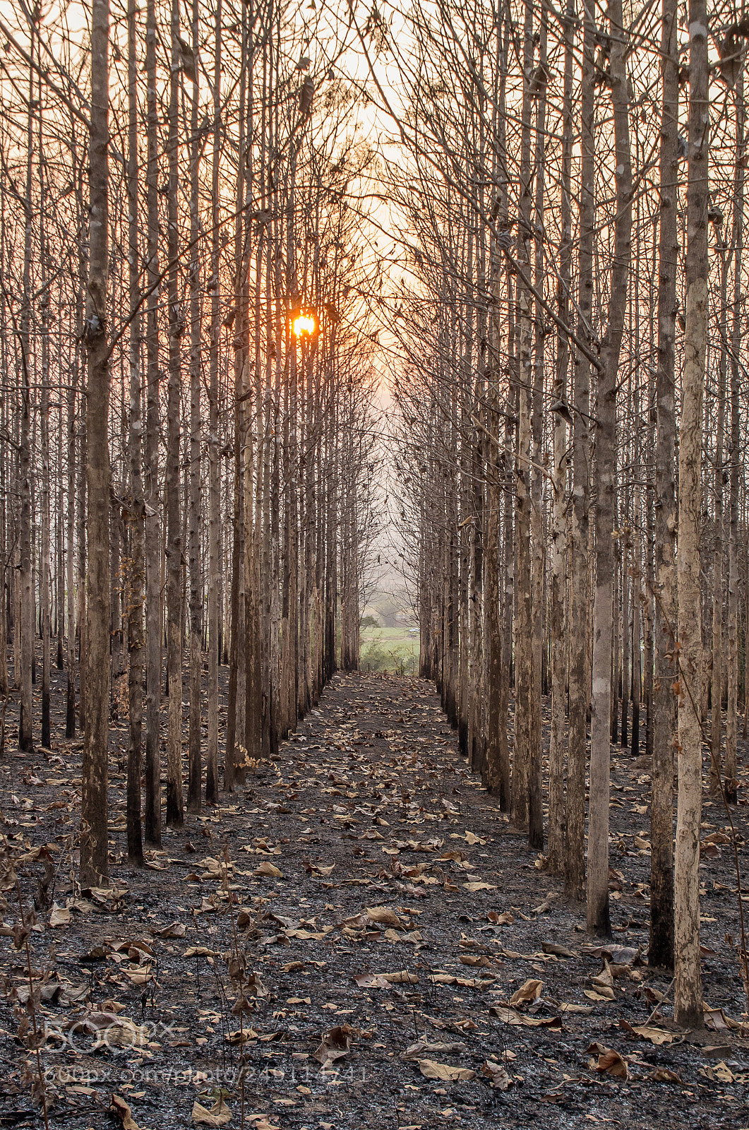 Canon EOS 700D (EOS Rebel T5i / EOS Kiss X7i) sample photo. Sunset in charred forest photography