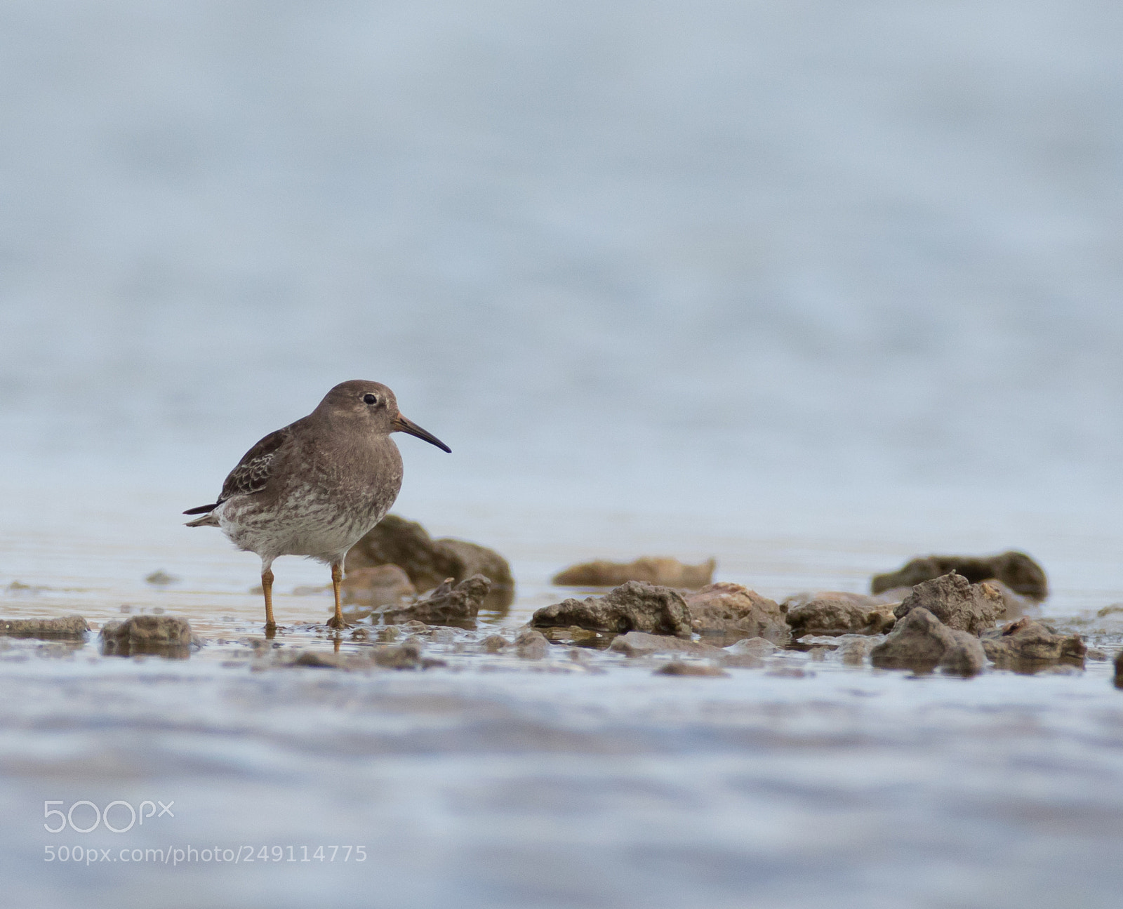 Canon EOS 7D Mark II sample photo. Purple sandpiper photography