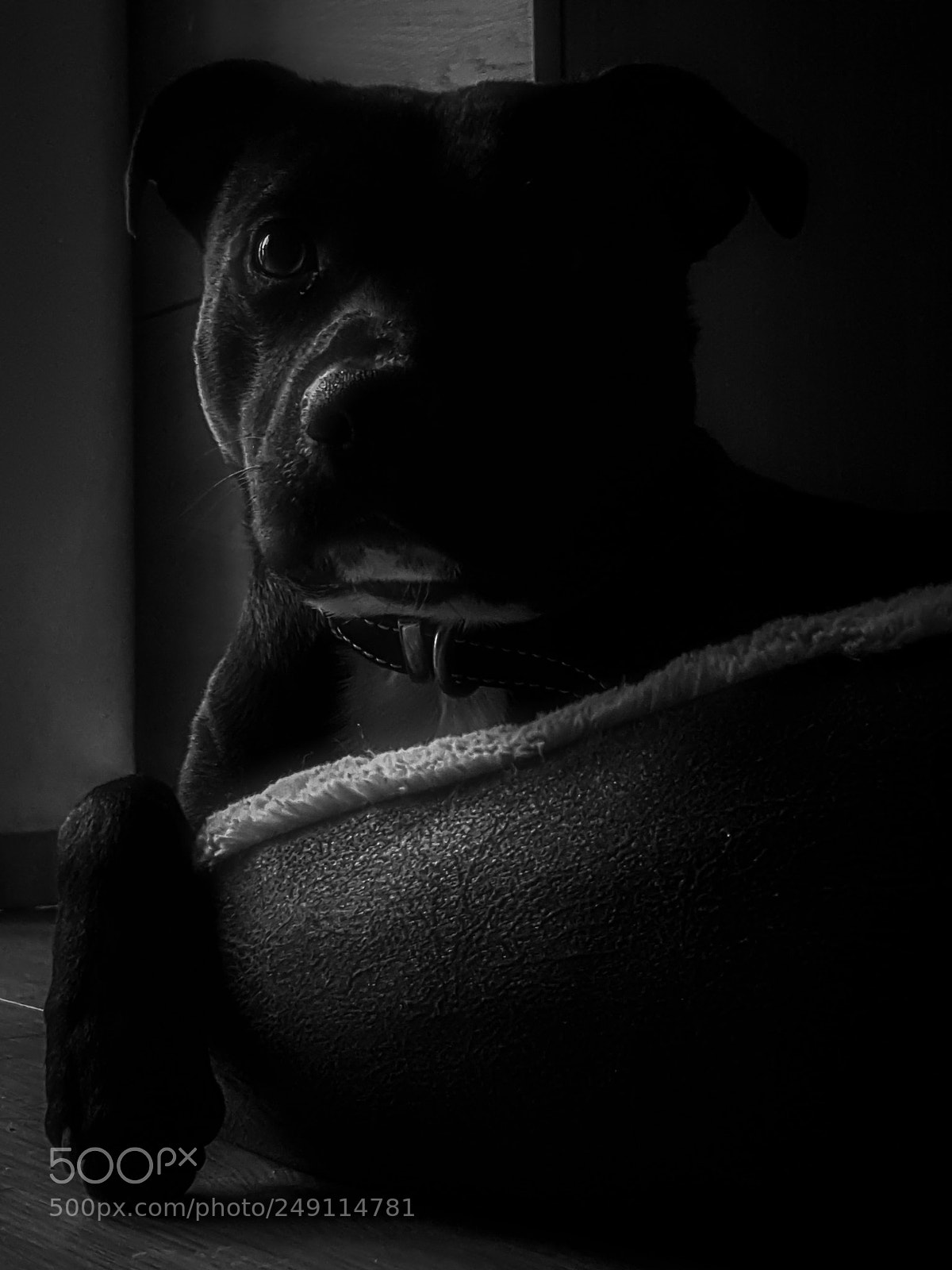 Samsung Galaxy S8+ sample photo. Max the dog photography