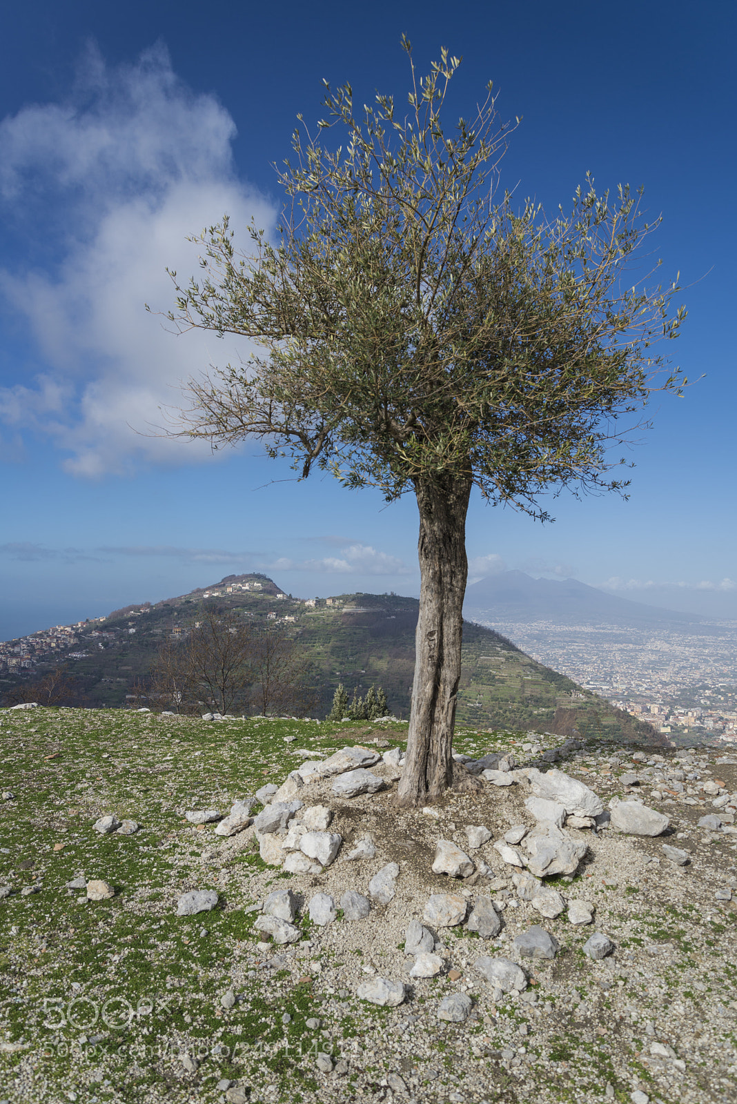Nikon D600 sample photo. Olive tree photography