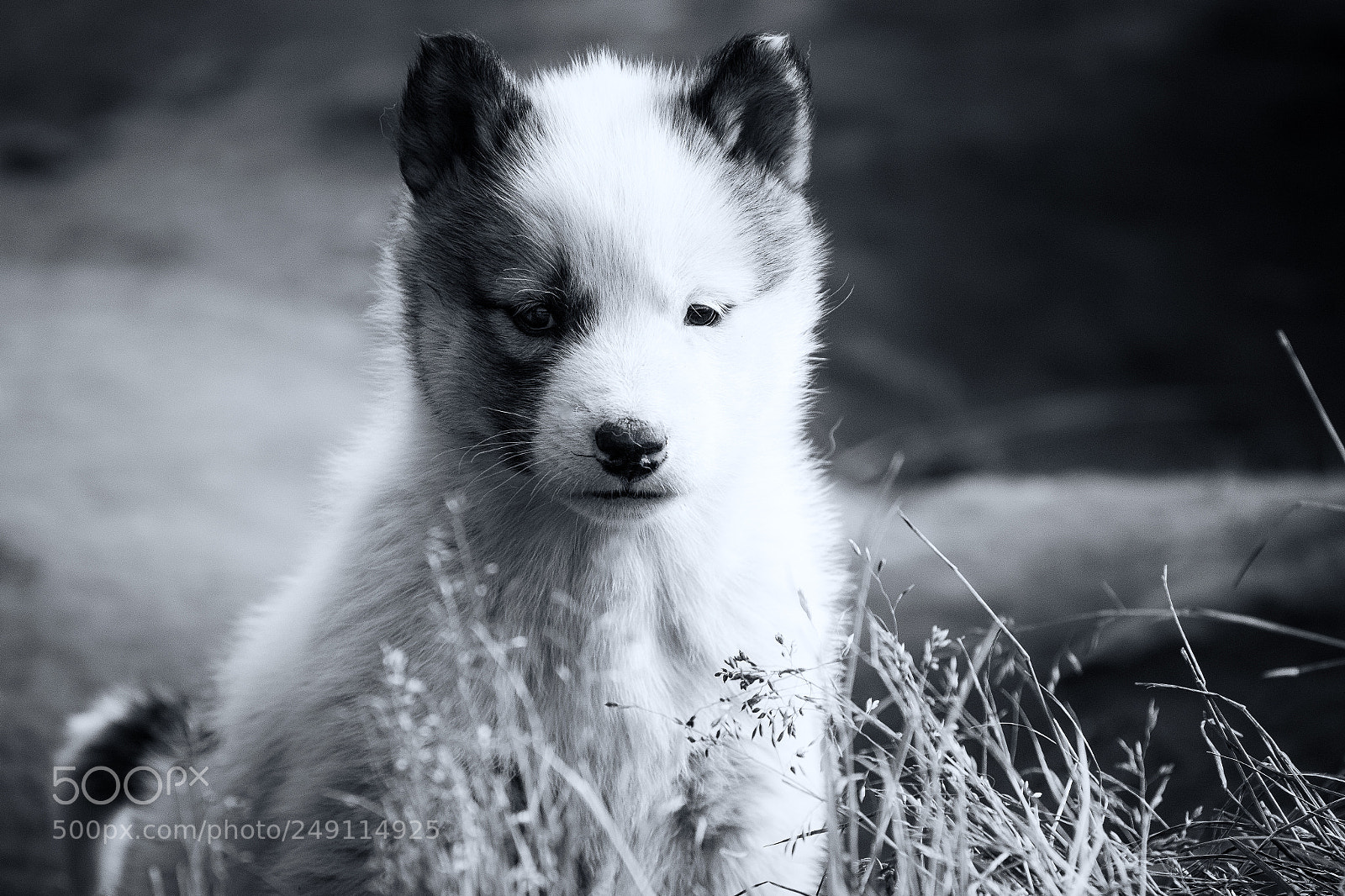 Canon EOS 7D Mark II sample photo. Greenlandic puppy photography