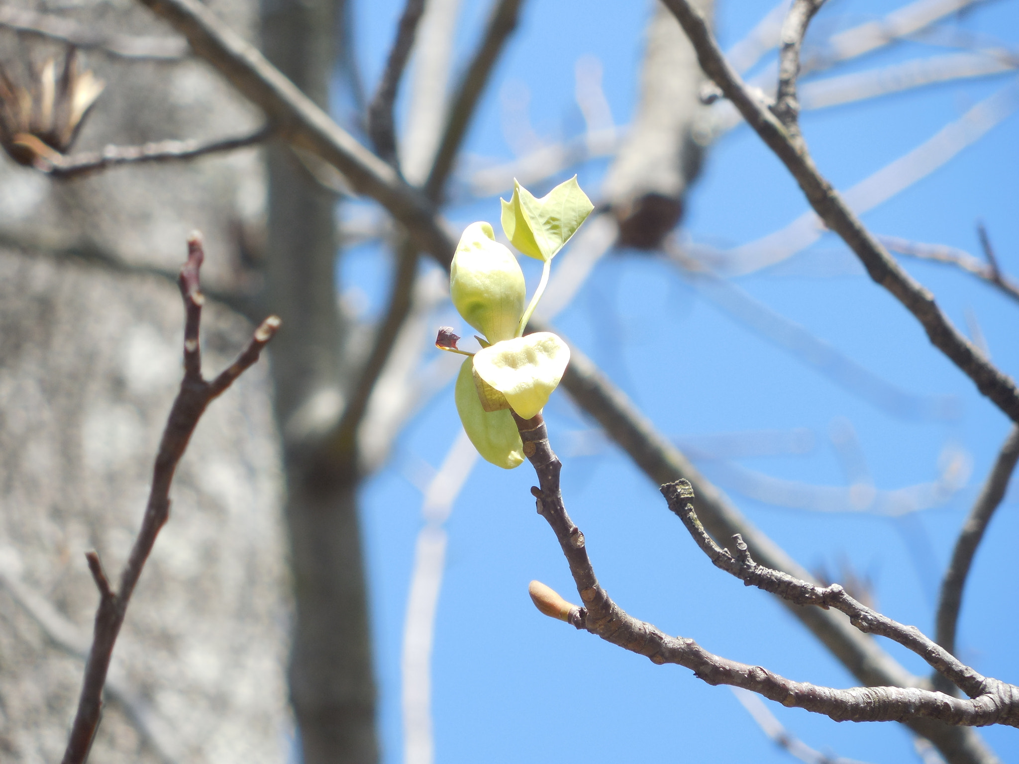 Nikon Coolpix L610 sample photo. Spring photography