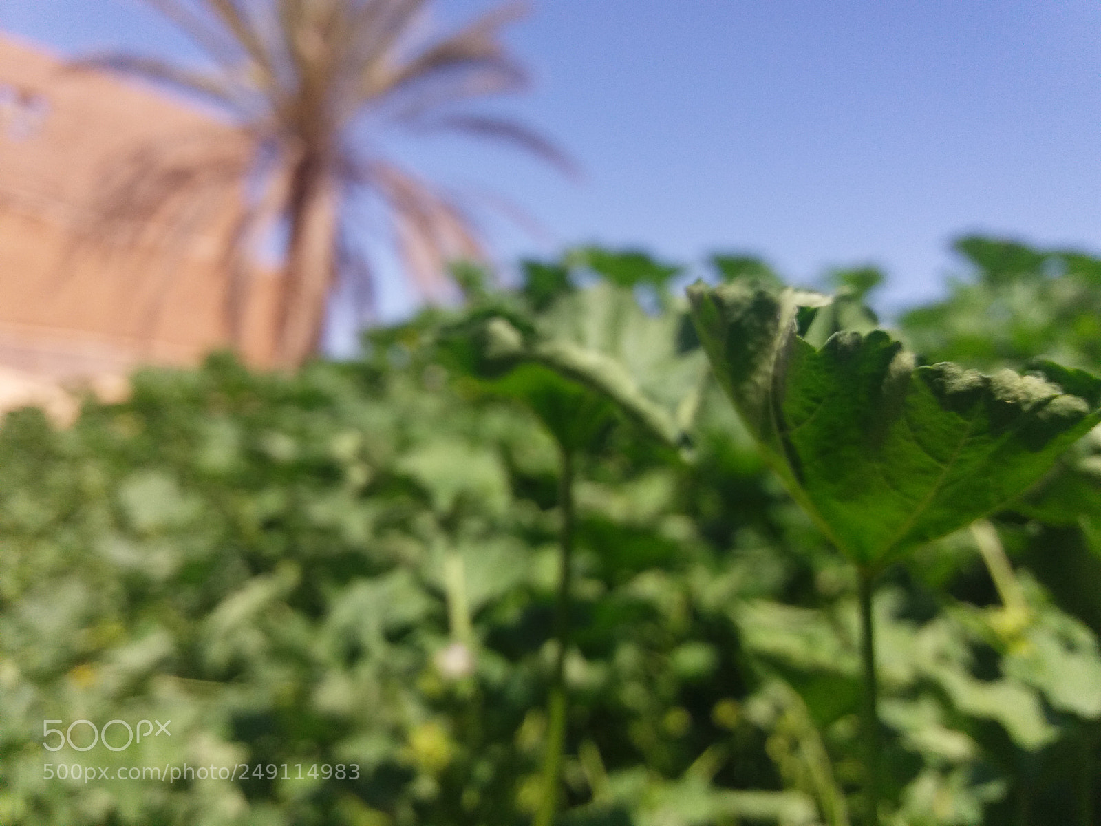 Samsung Galaxy J5(2016) sample photo. Nature photography