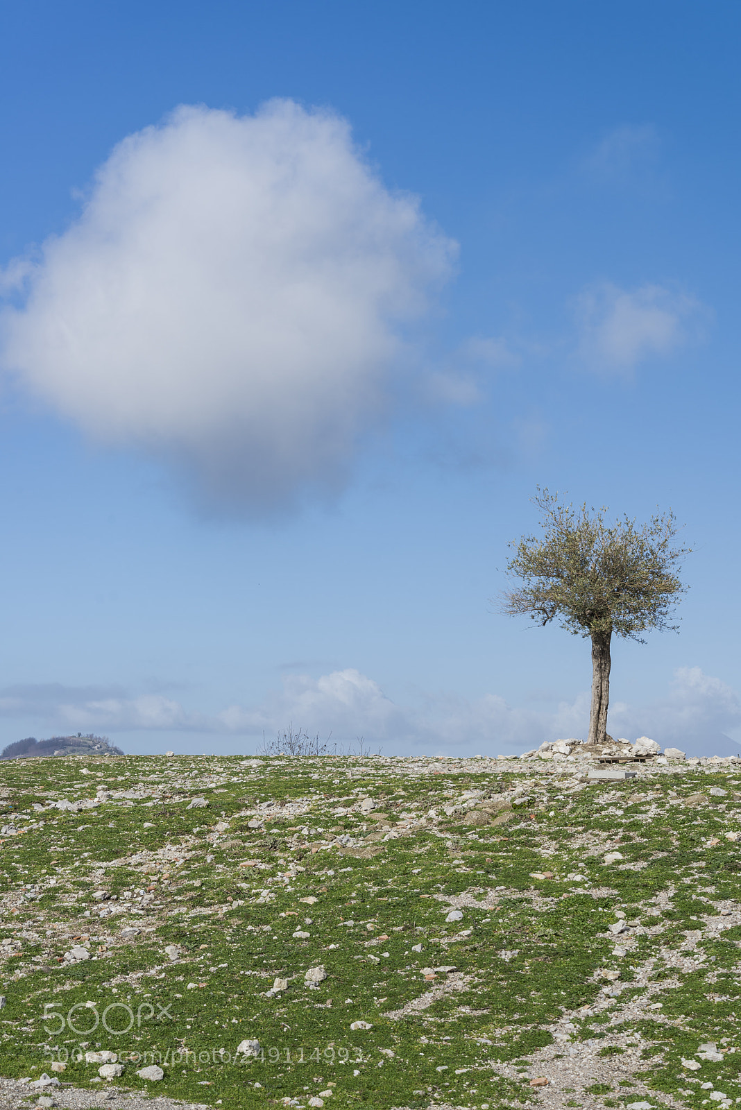 Nikon D600 sample photo. Olive tree photography