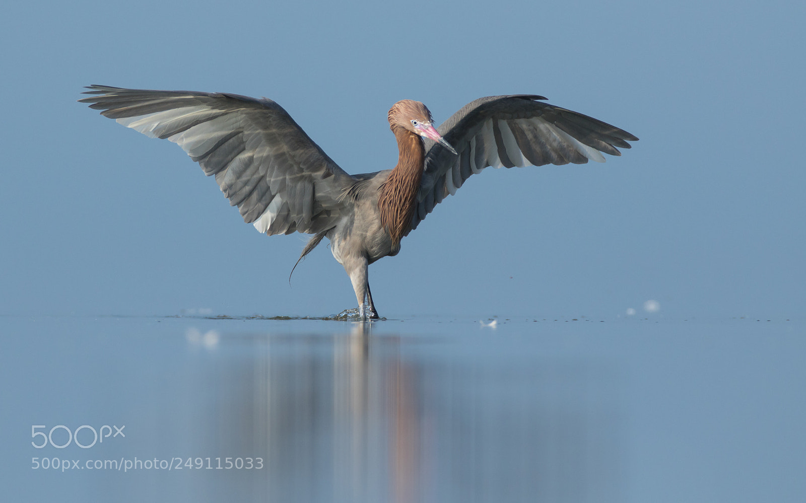 Canon EOS 7D Mark II sample photo. Reddish egret photography