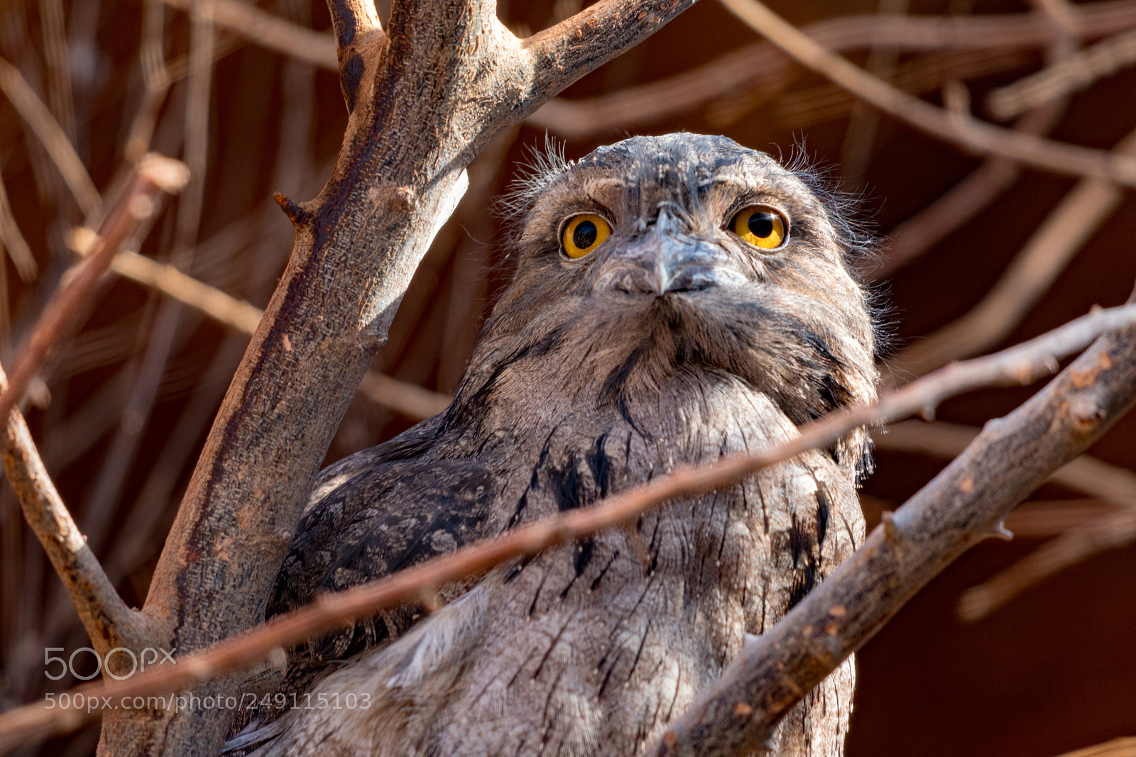 Canon EOS 5D Mark IV sample photo. Tawny frogmouth photography