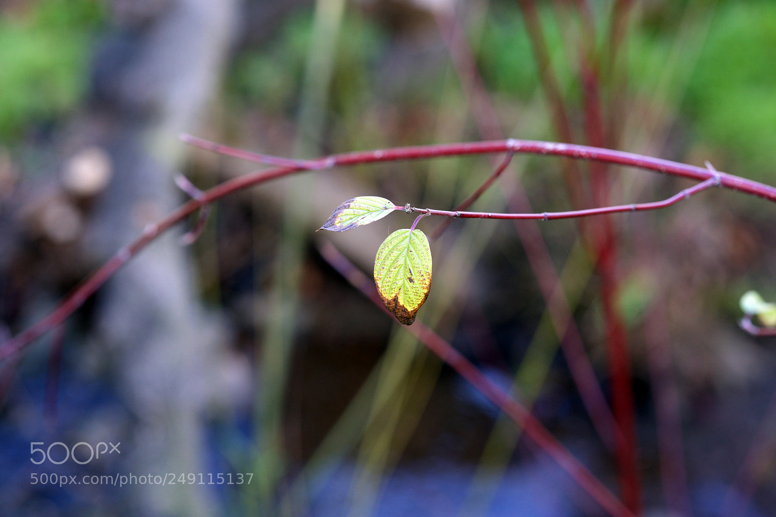 Sony a9 sample photo. Only one look photography