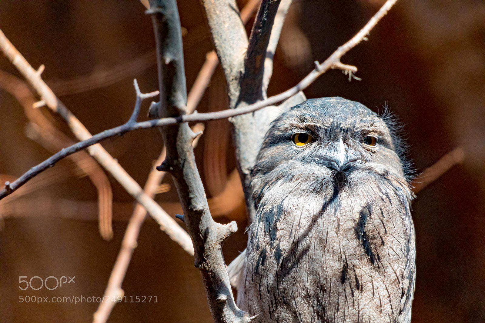 Canon EOS 5D Mark IV sample photo. Displeased tawny frogmouth photography