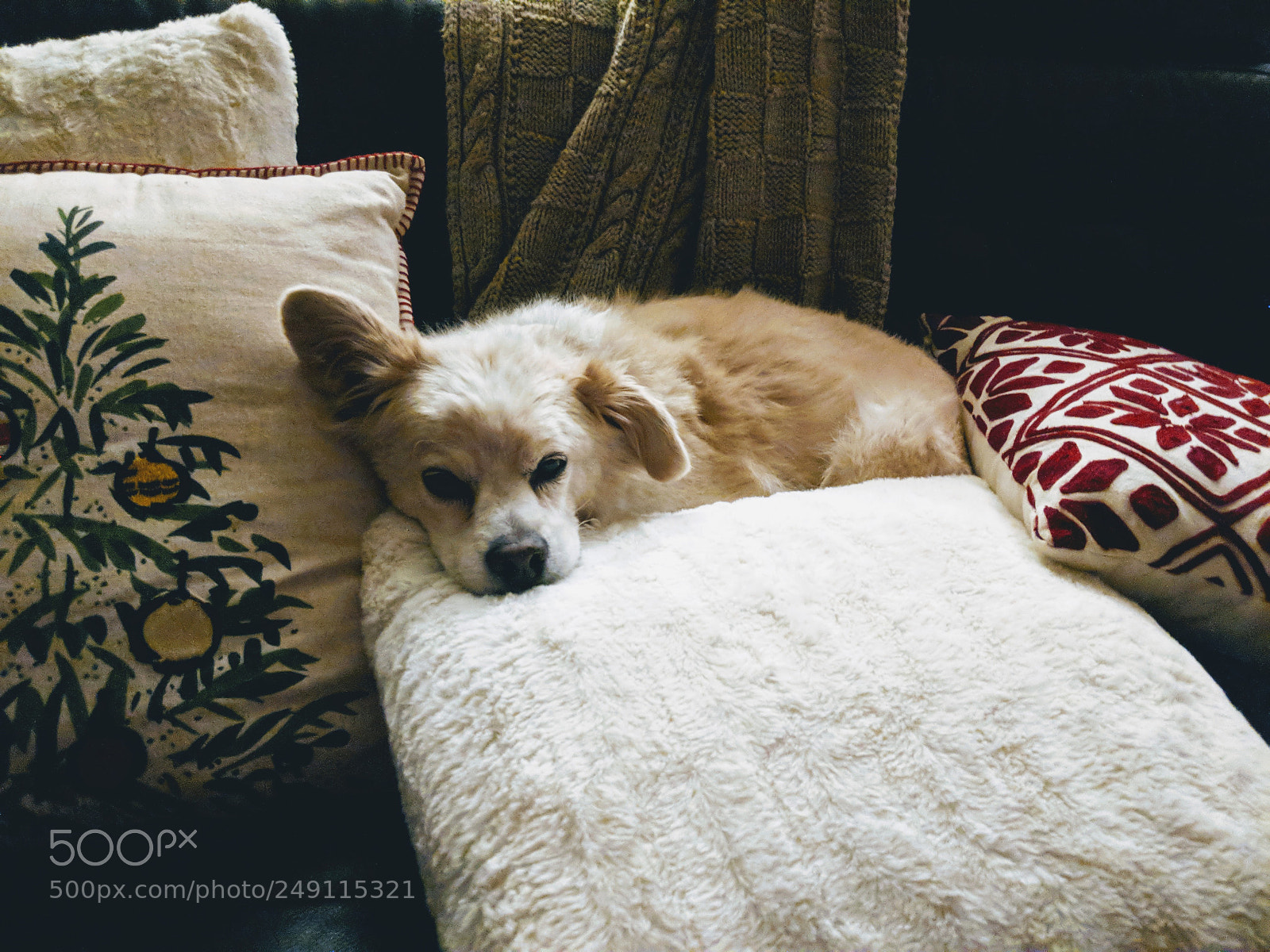 Google Pixel 2 sample photo. Snuggle puppy. photography