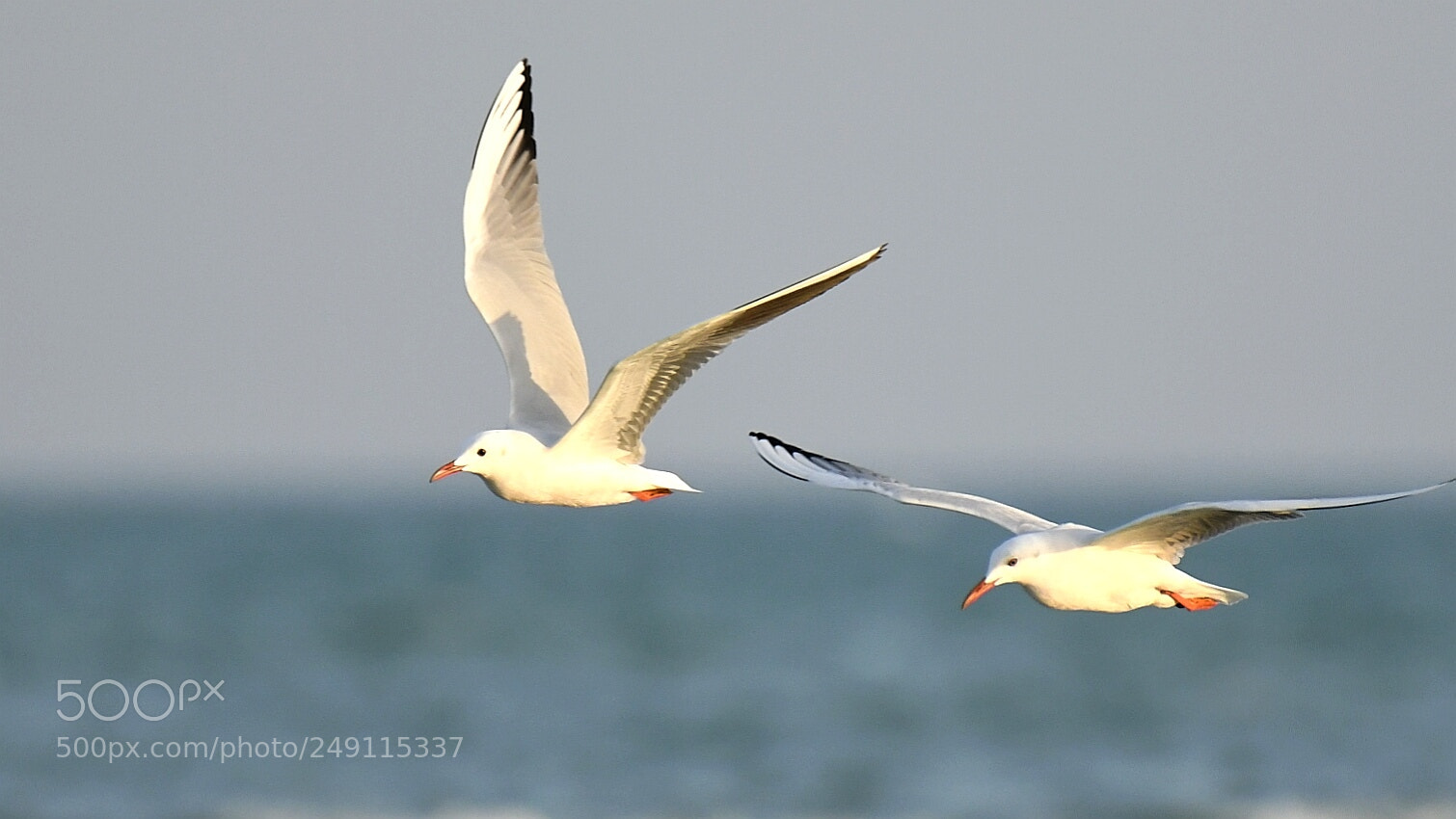 Nikon AF-S Nikkor 200-500mm F5.6E ED VR sample photo. Seagulls photography