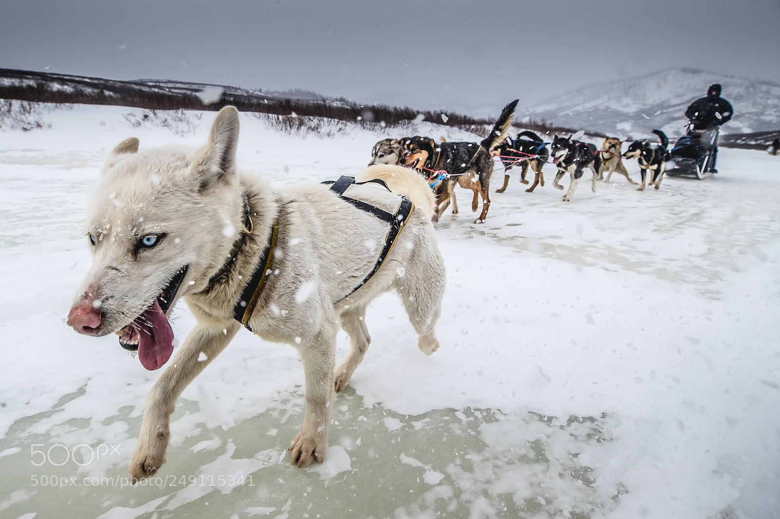 Canon EOS-1D X Mark II sample photo. Dog sledding photography