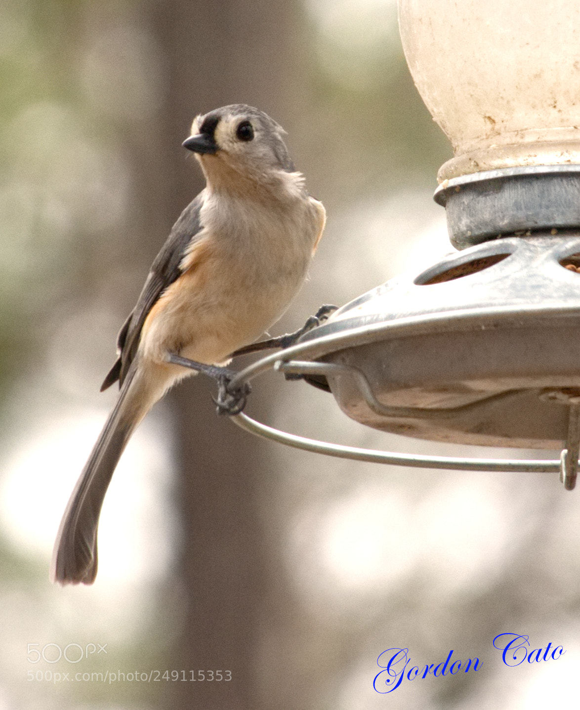 Canon EOS 40D sample photo. Titmouse photography