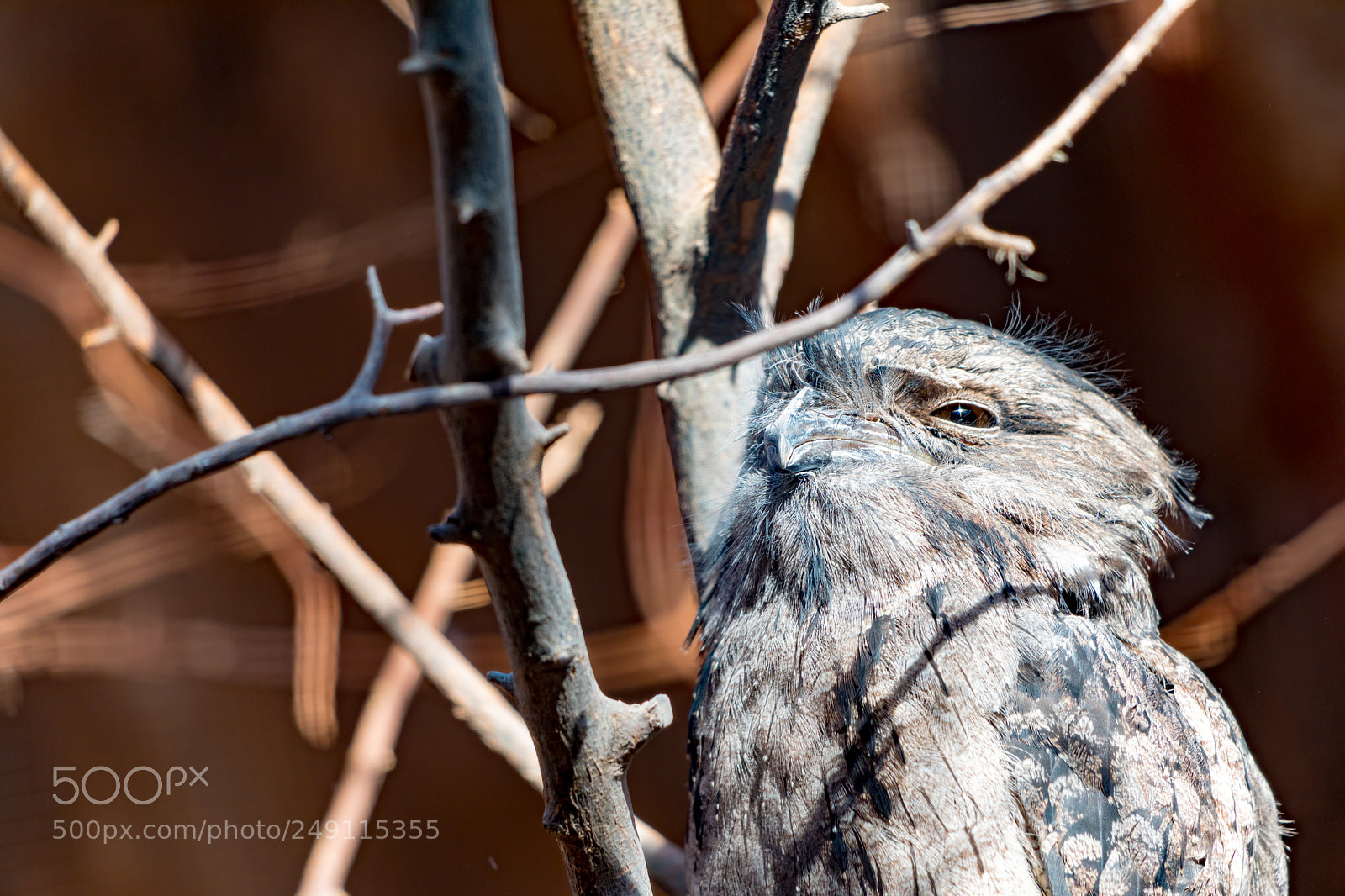 Canon EOS 5D Mark IV sample photo. Stink eye from tawny photography