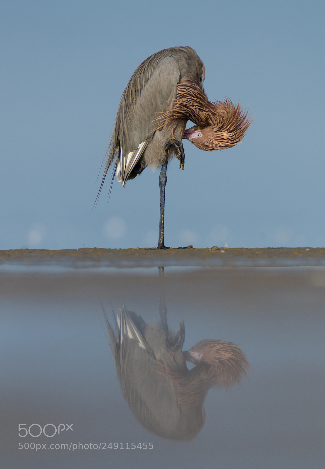 Canon EOS 7D Mark II sample photo. Reddish egret photography