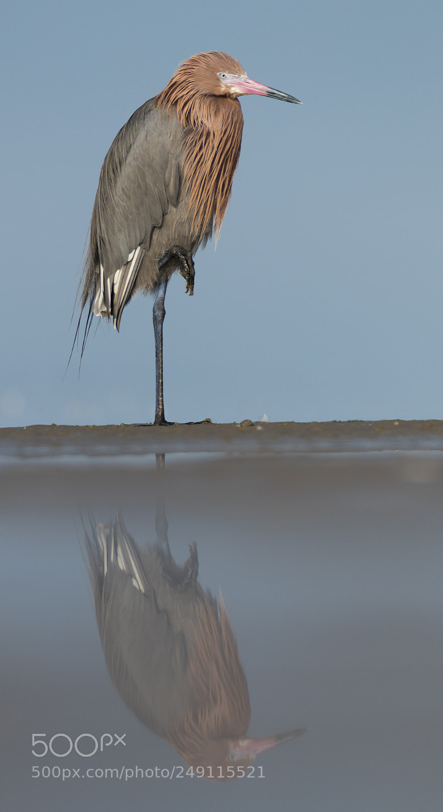 Canon EOS 7D Mark II sample photo. Reddish egret photography