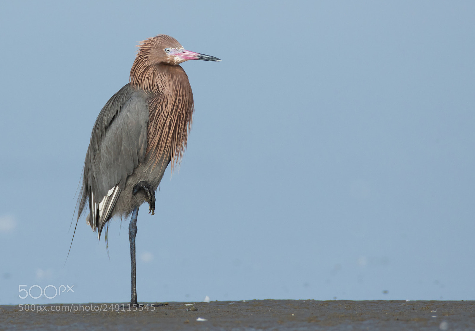 Canon EOS 7D Mark II sample photo. Reddish egret photography