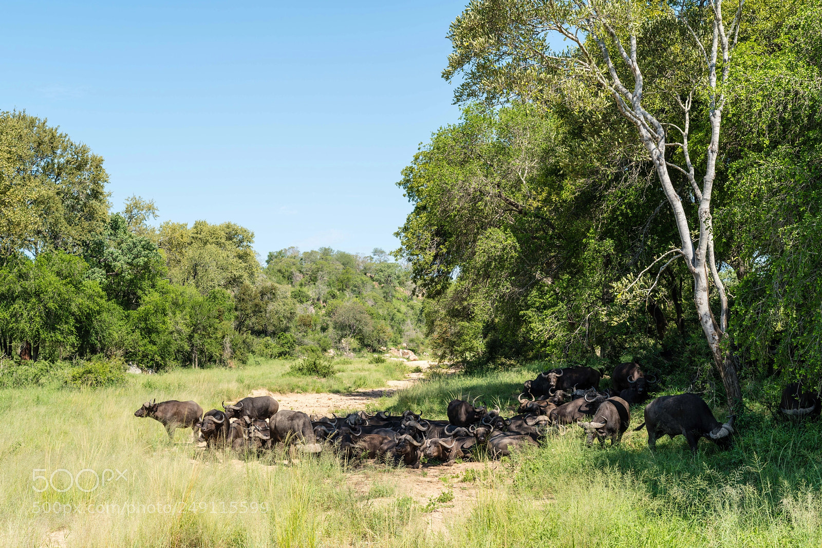 Sony a7R III sample photo. Cape buffalo in kruger photography