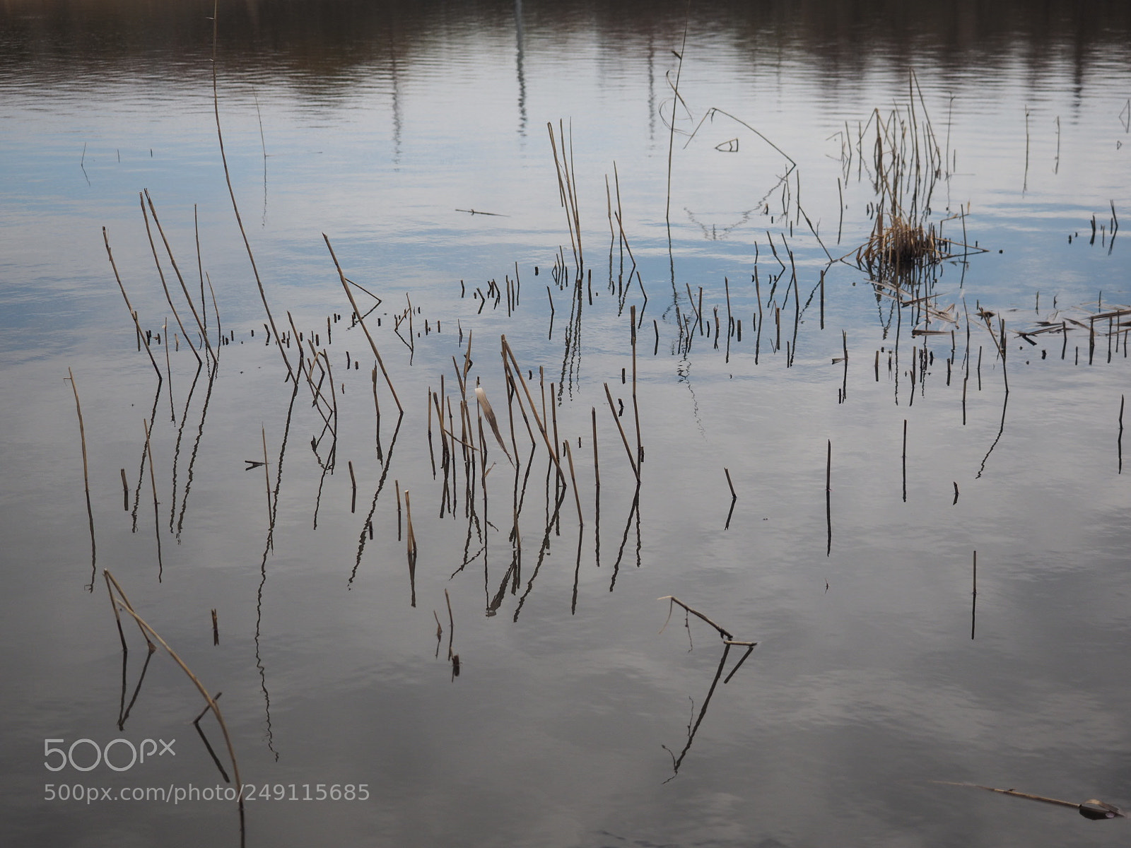 Olympus OM-D E-M1 sample photo. Pond photography
