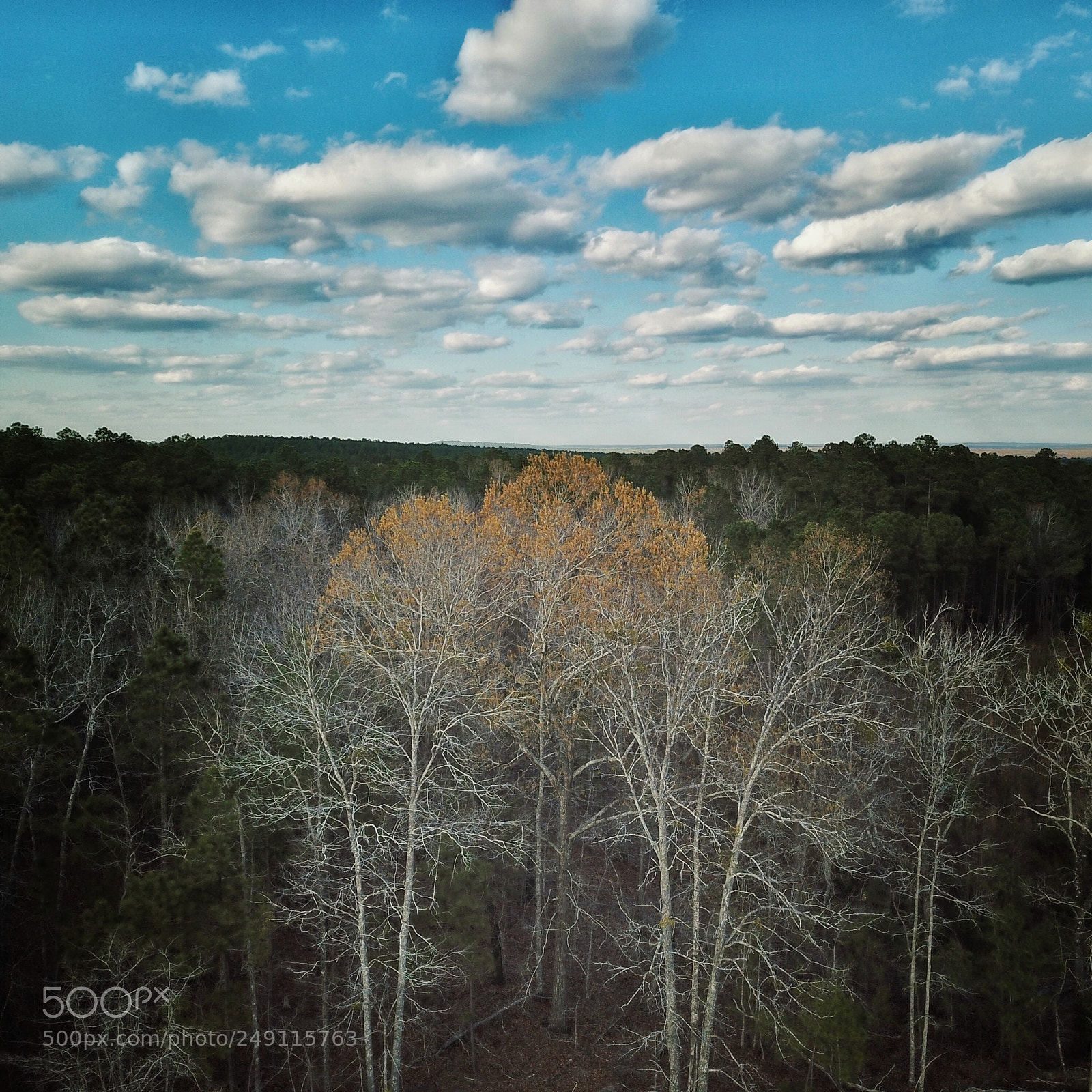 DJI FC220 sample photo. Yellow photography
