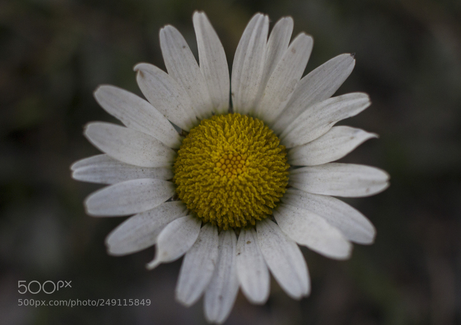 Canon EOS 600D (Rebel EOS T3i / EOS Kiss X5) sample photo. Beautiful flower photography