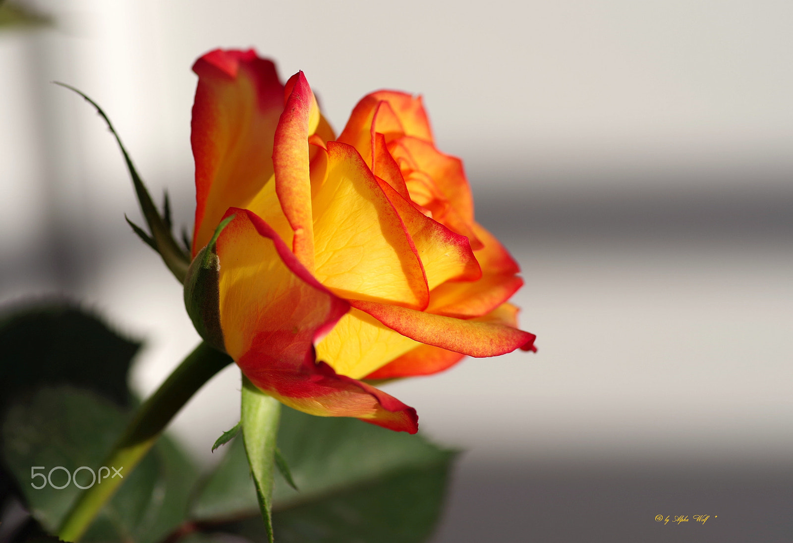 Pentax smc D-FA 100mm F2.8 Macro WR sample photo. Rose photography
