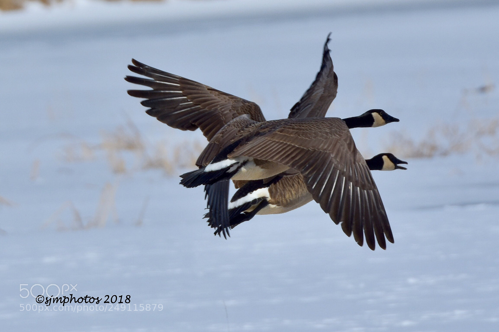 Nikon D7200 sample photo. Canadian geese photography