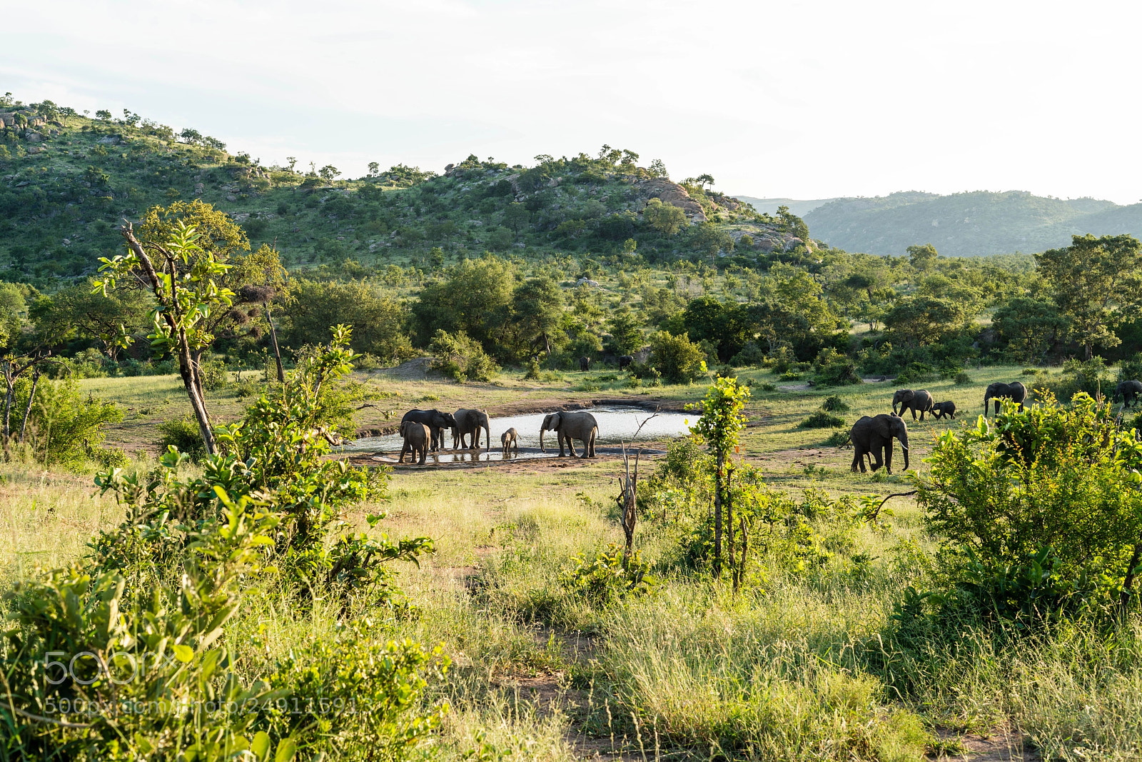 Sony a7R III sample photo. Kruger national park photography