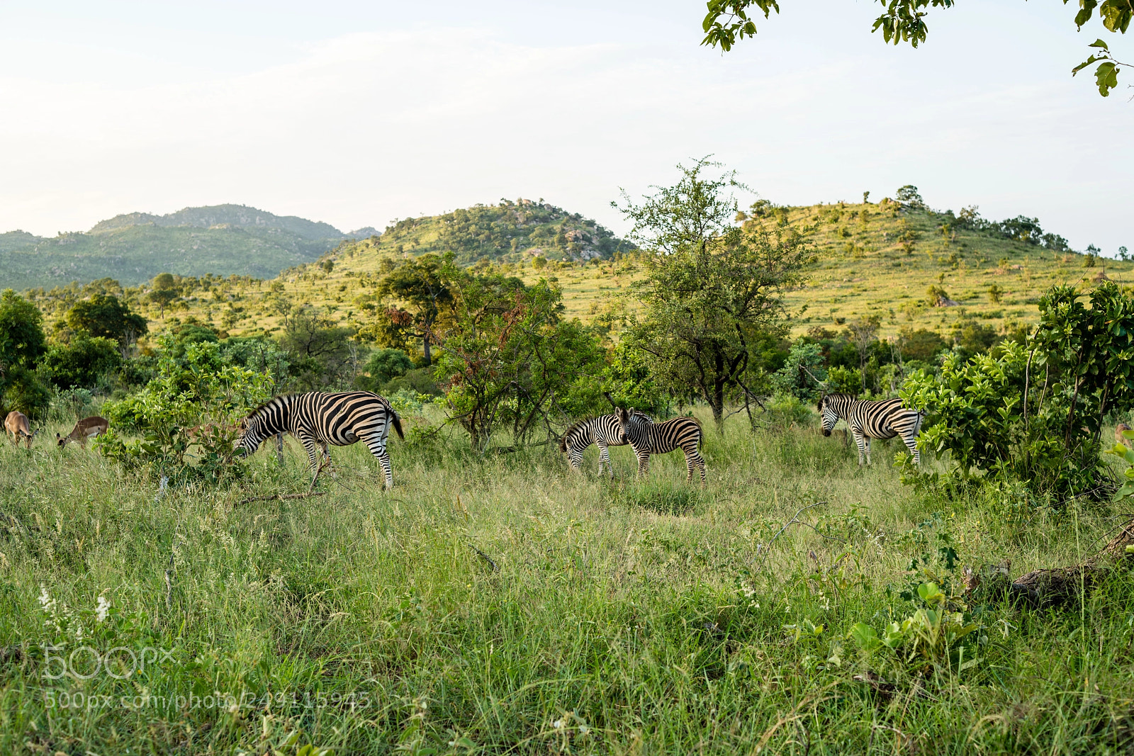 Sony a7R III sample photo. Kruger national park photography